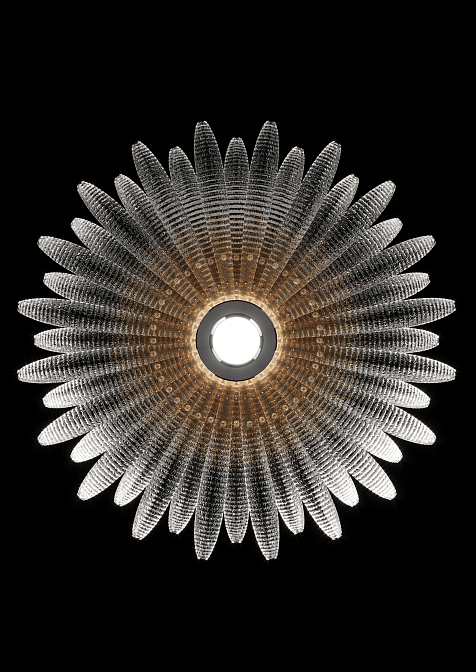 Agave